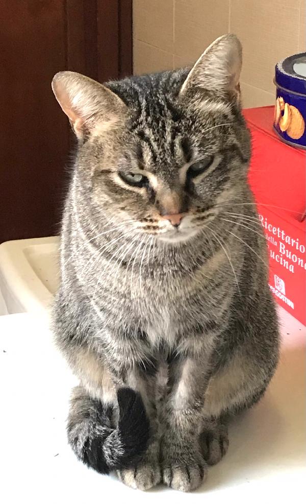 Marina, bella micia tricolore Foto 6